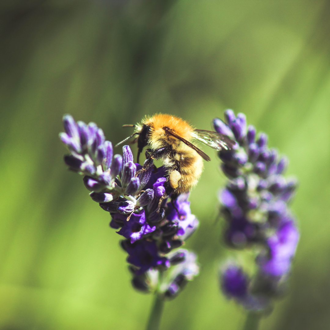 Les Moulières abeille